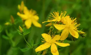 Gelbe Johanniskrautblüten im Fokus. Die Pflanze ist bekannt für ihre positive Johanniskraut Wirkung auf die Psyche.