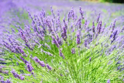 Ein Feld voller Lavendel, dessen Duft beruhigend auf die Psyche wirkt.