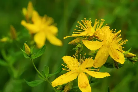 Gelbe Johanniskrautblüten im Fokus. Die richtige Johanniskraut Dosierung ist wichtig für die Wirkung.