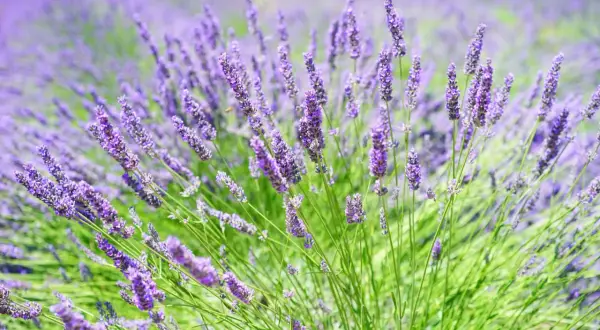 Ein Feld voller Lavendel, dessen Duft beruhigend auf die Psyche wirkt.