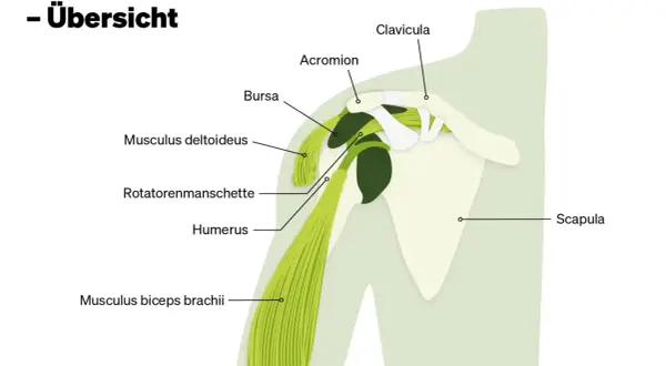 Anatomische Übersicht der Schulter mit Muskeln, Knochen und Bursa. Hilfreich bei **Verspannung Schulter**.