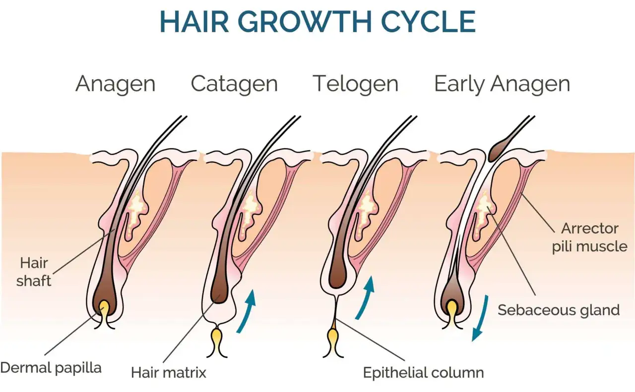 Der Haarwachstumszyklus zeigt, wie viel wachsen Haare im Monat. Phasen: Anagen, Katagen, Telogen, fr&uuml;hes Anagen.
