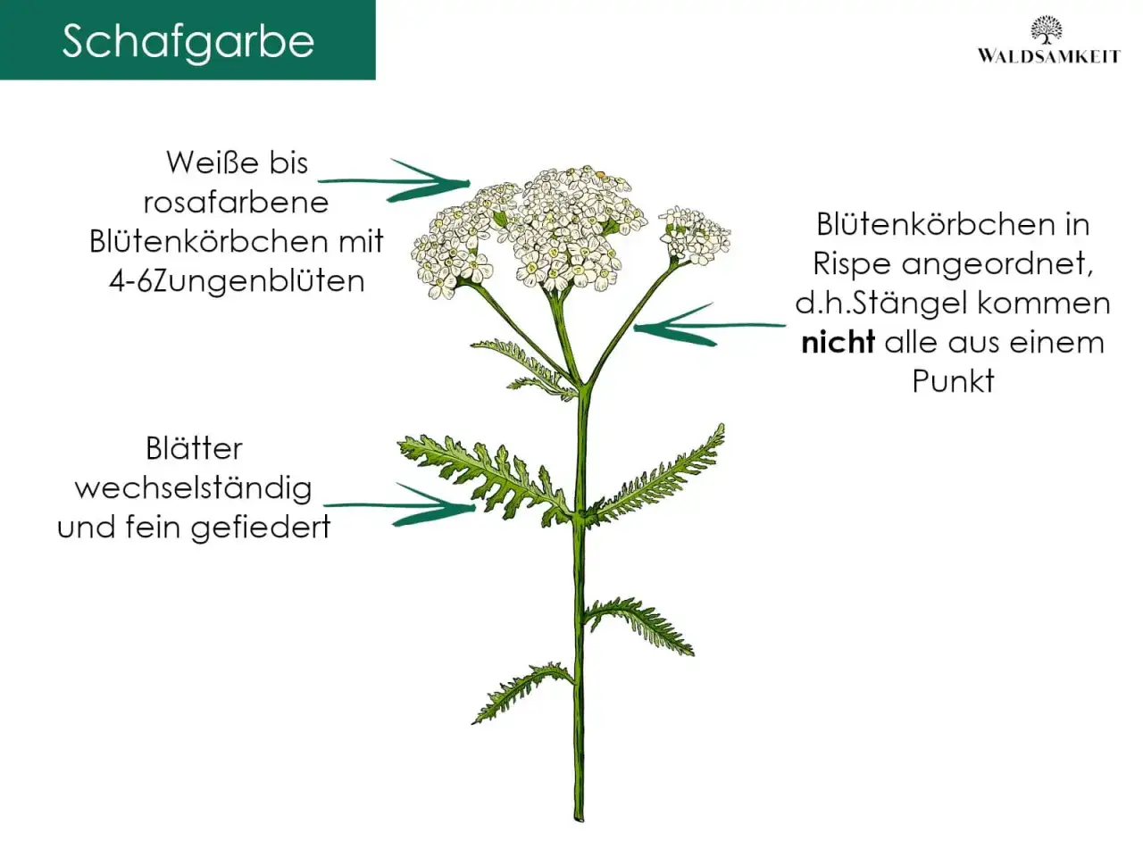 Schafgarbe: wei&szlig;e bis rosafarbene Bl&uuml;tenk&ouml;rbchen, fein gefiederte Bl&auml;tter. Bekannt f&uuml;r ihre hautpflegende Wirkung.