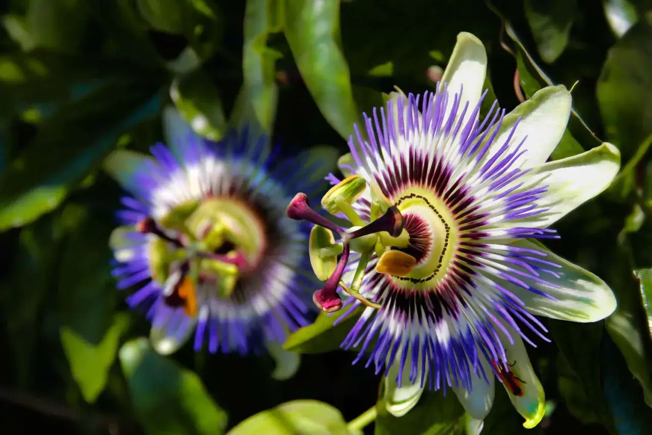 Zwei Passionsblumen, deren komplexe Bl&uuml;tenbl&auml;tter an die komplexen Passionsblume Nebenwirkungen erinnern, die bei manchen Menschen auftreten k&ouml;nnen.