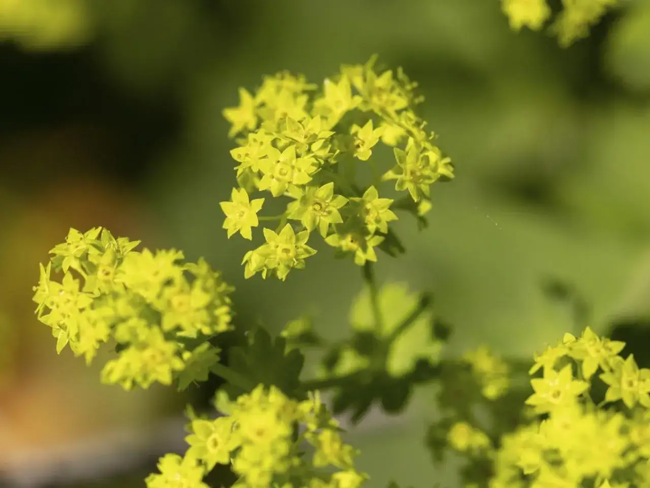 Zarte gelbe Bl&uuml;ten des Frauenmantels, bekannt f&uuml;r seine heilende Wirkung, entfalten sich im Sonnenlicht.