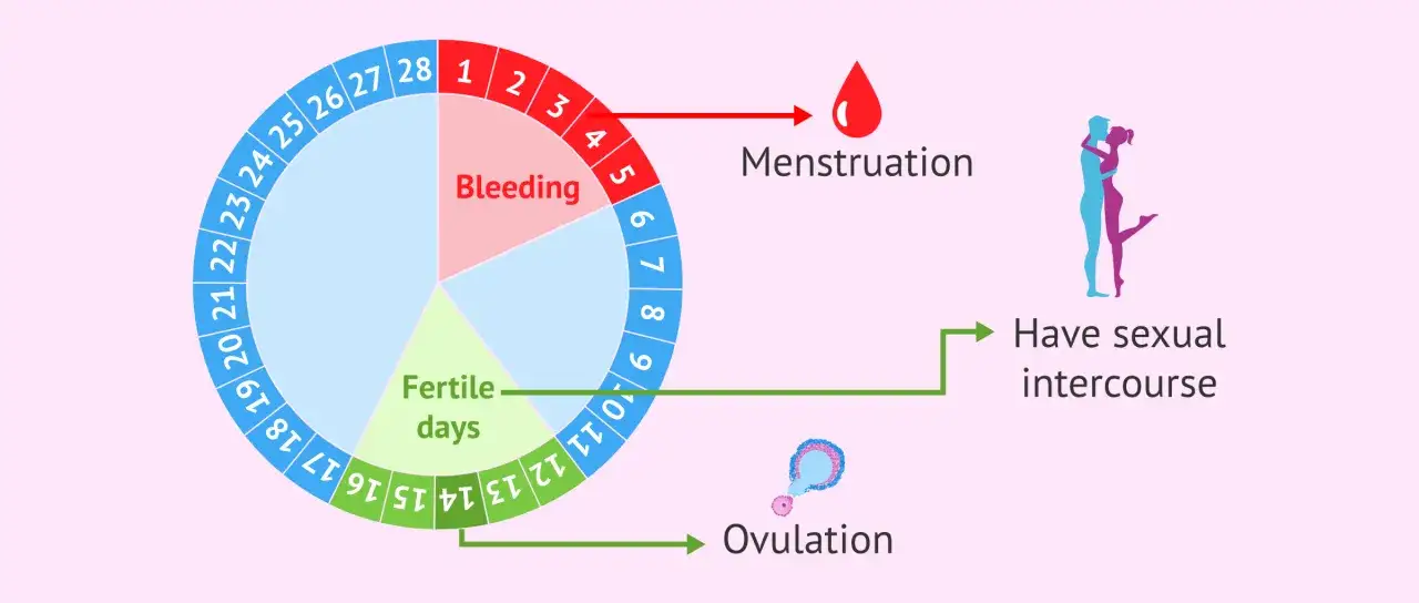 Zyklus&uuml;bersicht: Menstruation, fruchtbare Tage und Ovulationsphase wann. Sexuelle Aktivit&auml;t f&uuml;r Empf&auml;ngnis.