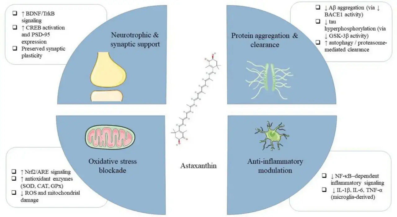 Astaxanthin wirkt sich positiv auf die Psyche aus, indem es neurotrophe Unterstützung, Protein-Clearance, oxidative Stressblockade und Entzündungshemmung fördert.