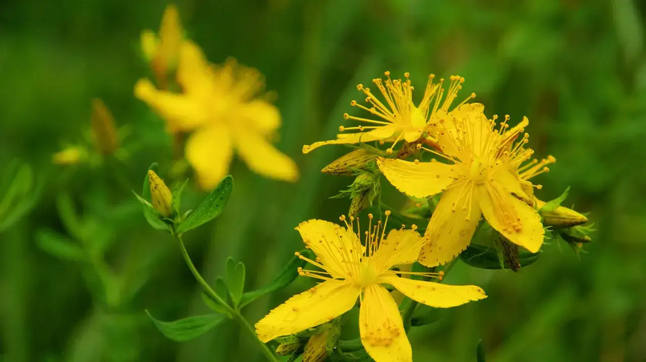 Gelbe Johanniskrautblüten im Detail. Die richtige Johanniskraut Dosierung ist wichtig für die Wirkung.