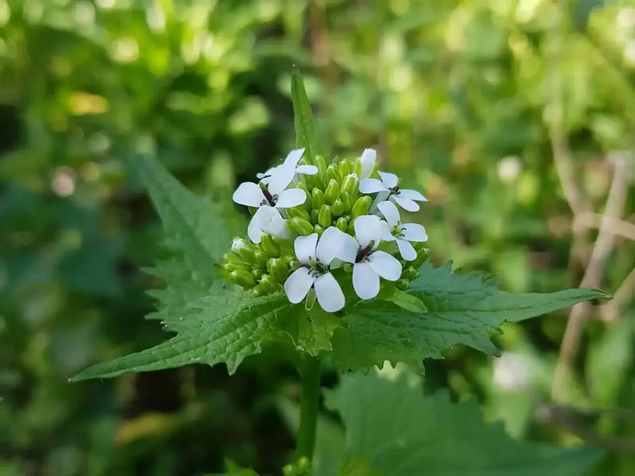 Kleine wei&szlig;e Bl&uuml;ten der Knoblauchsrauke, bekannt f&uuml;r ihre Heilwirkung, entfalten sich im satten Gr&uuml;n.