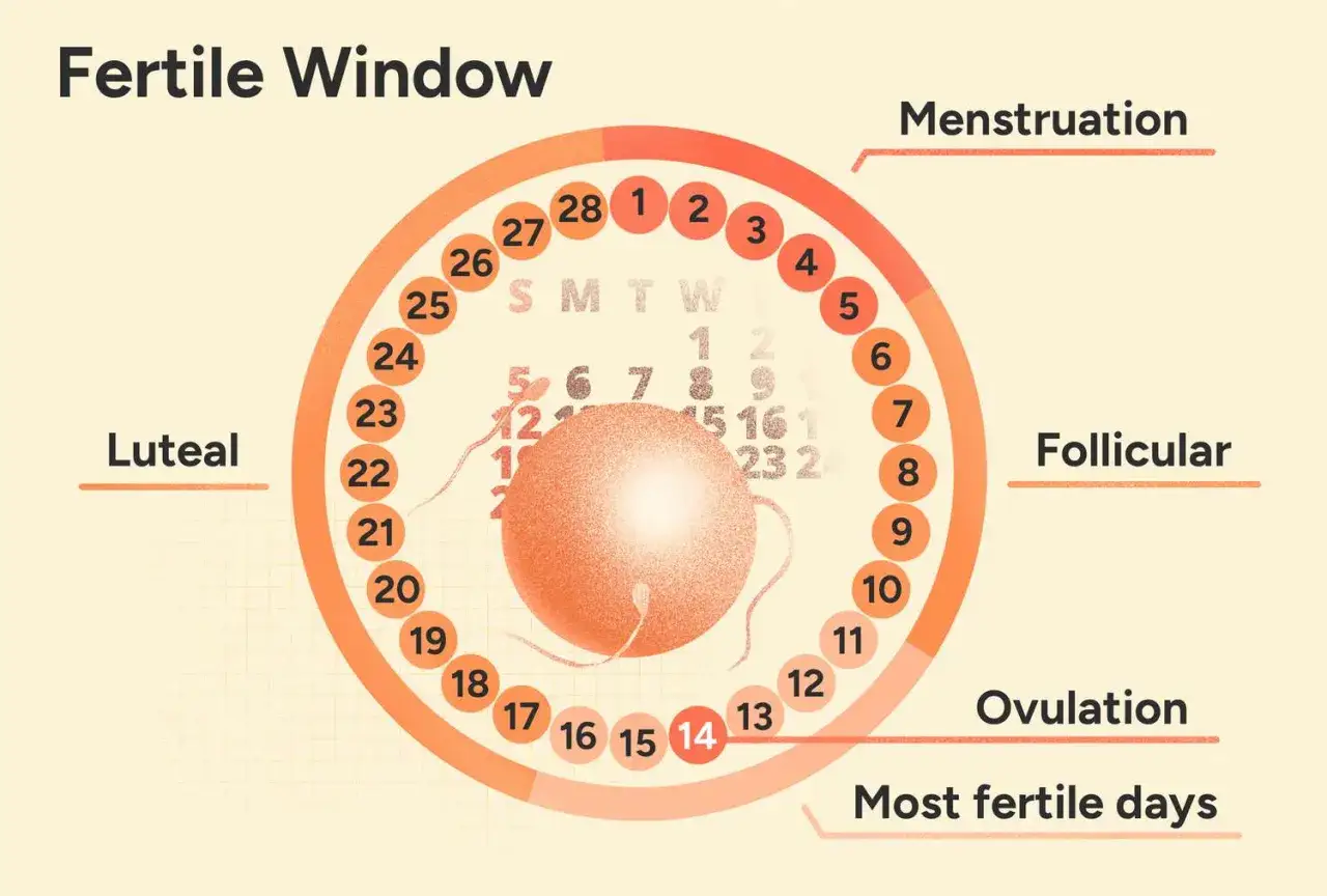 Zyklus&uuml;bersicht: Menstruation, Follikelphase, Ovulation und Lutealphase. Die fruchtbaren Tage sind hervorgehoben.
