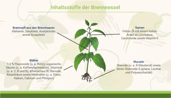 Die Brennnessel (Urtica dioica) mit ihren Inhaltsstoffen: Brennhaarsaft, Blätter, Samen und Wurzeln. Die Urtica dioica Wirkung beruht auf diesen Bestandteilen.
