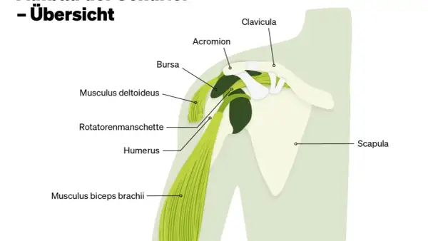 Anatomische Übersicht der Schulter mit Muskeln, Knochen und Bursa. Hilfreich bei **Verspannung Schulter**.