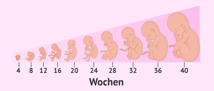 Embryonalentwicklung in der Frühschwangerschaft - worauf es ankommt